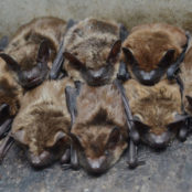 Work with Bat Colonies this Summer - Info Session w/ Pizza!