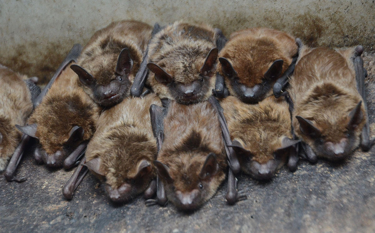 Work with Bat Colonies this Summer - Info Session w/ Pizza!