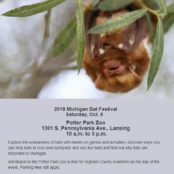 Great Lakes Bat Festival
