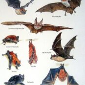 Bat Association General Meeting 9/29