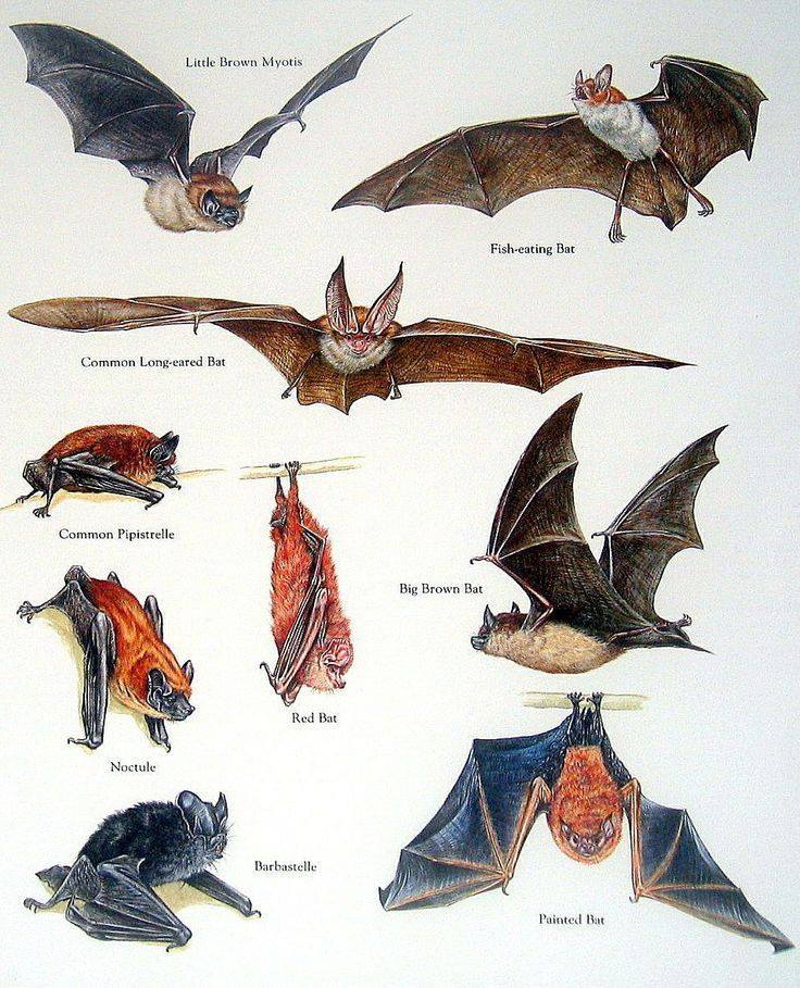 Bat Association General Meeting 9/29