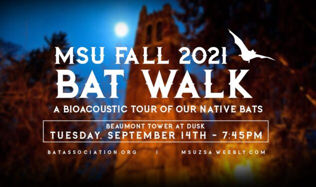 MSU Fall 2021 Bat Walk, a Bioacoustic Tour of Our Native Bats, Beaumont Tower at Dusk. Tuesday September 14th, 7:45 PM.