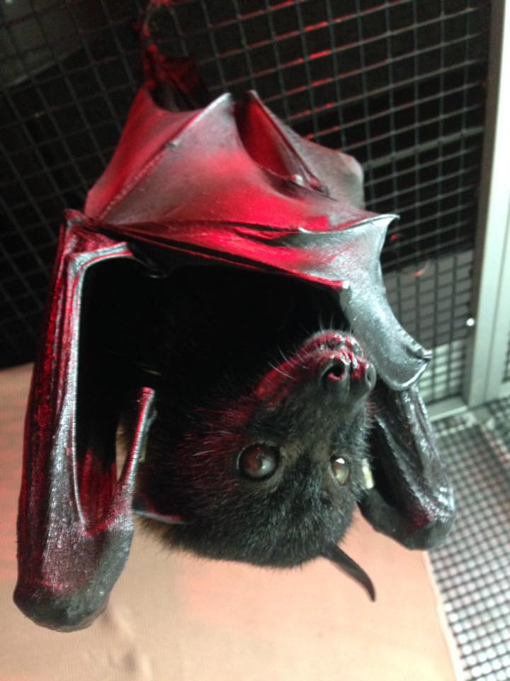 The Organization for Bat Conservation Will be Greatly Missed! | Bat ...